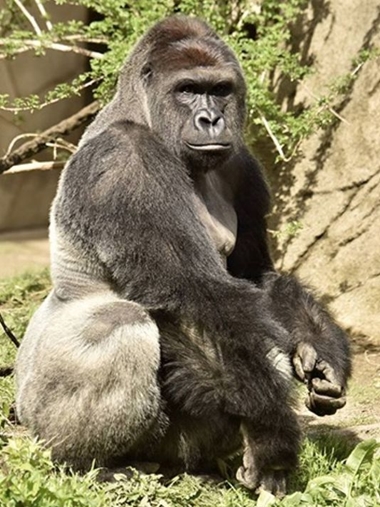 Con khỉ đột có tên Harambe. Ảnh: Cincinnati. Con khỉ đột có tên Harambe. Ảnh: Cincinnati.