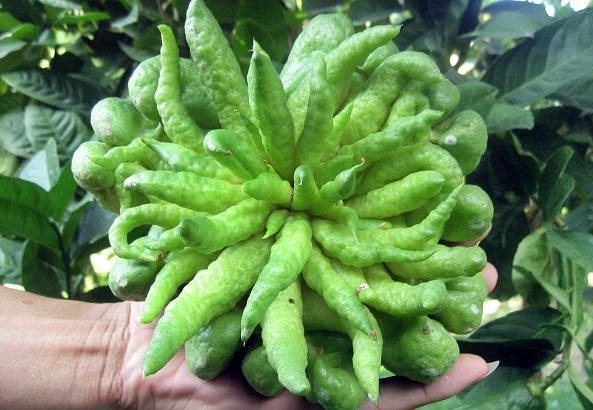 Phật thủ vị thuốc qu&yacute; sau tết kh&ocirc;ng nhiều người biết