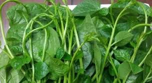 13Win OKVIP Cá cược bóng đá v&agrave;ng gi&uacute;p chữa chứng đầy hơi kh&oacute; ti&ecirc;u cho trẻ