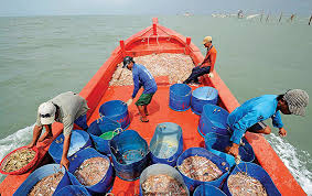 du xuân về đất Mũi thân yêu