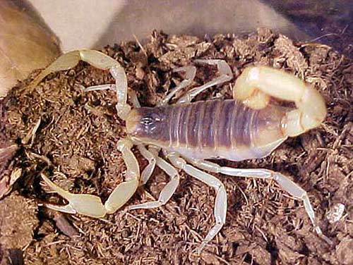 Bọ cạp Stalker