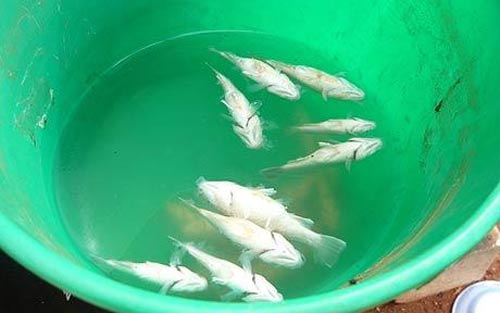 mưa c&aacute; kỳ lạ