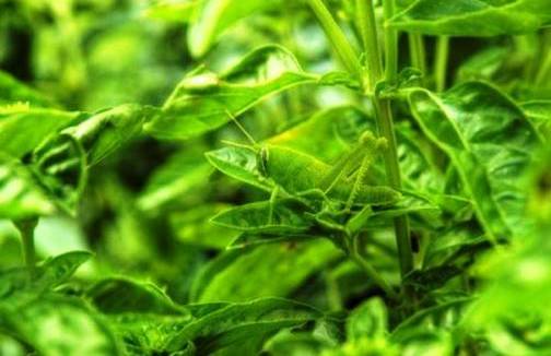 Nghệ thuật ngụy trang của lo&agrave;i dế
