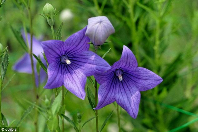 Gen Ephmeral1 được ức chế, k&eacute;o d&agrave;i tuổi thọ của hoa Morning Glory.