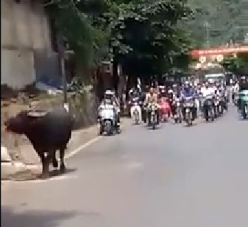 Tr&acirc;u đi&ecirc;n chạy ra đường khiến nhiều người hoảng sợ
