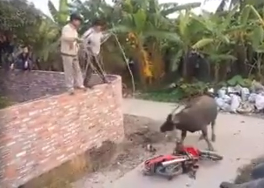 Tr&acirc;u đi&ecirc;n h&uacute;c người bị thương rồi k&eacute;o l&ecirc; chiếc xe m&aacute;y của anh Việt h&agrave;ng trăm m&eacute;t