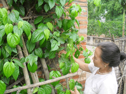 Sức khỏe gia đ&igrave;nh l&agrave; vấn đề được nhiều người quan t&acirc;m