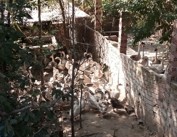 Trong khu&ocirc;n vi&ecirc;n tịnh x&aacute; nơi c&oacute; nhiều trẻ mồ c&ocirc;i n&agrave;y c&ograve;n c&oacute; nhiều gia cầm g&acirc;y &ocirc; nhiễm nặng