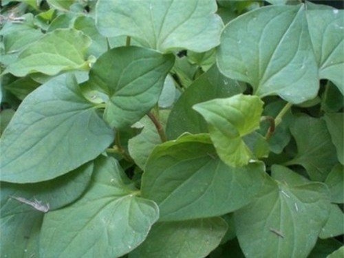 Trị mụn c&aacute;m đơn giản bằng l&aacute; dấp c&aacute;