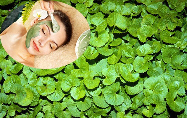 Sử dụng mặt nạ trị mụn, chữa sẹo th&acirc;m từ rau m&aacute; đem lại hiệu quả cao 