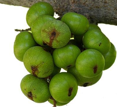 Mẹ bầu n&ecirc;n ăn sung để đạt hiệu quả trong việc trị t&aacute;o b&oacute;n