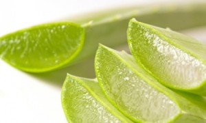 L&agrave;m đẹp bằng nha đam cho chị em phụ nữ l&agrave;m da mịn m&agrave;ng trắng hồn tự nhi&ecirc;n