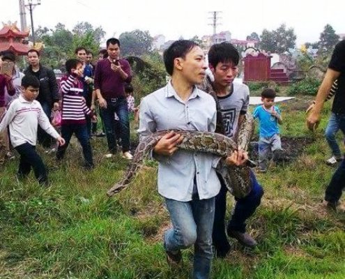 Trăn khổng lồ chui v&agrave;o mộ 
