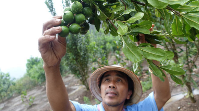 kỹ thuật trồng c&acirc;y mắc ca