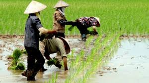 trồng l&uacute;a cho năng suất cao