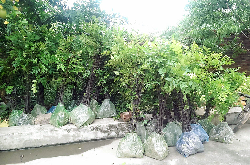 trồng rừng ở quảng ninh