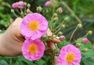 Tầm xu&acirc;n l&agrave; một c&acirc;y d&acirc;y leo đẹp, c&aacute;c kỹ thuật trồng c&acirc;y đơn giản, dễ trồng, được nhiều người ưa th&iacute;ch