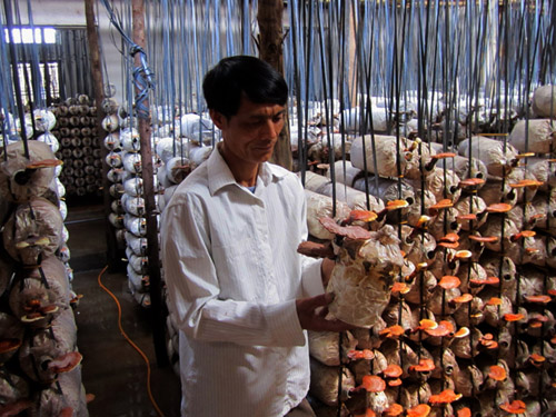 Ki&ecirc;n Giang: N&acirc;ng cao năng suất chất lượng trồng nấm trong d&acirc;n