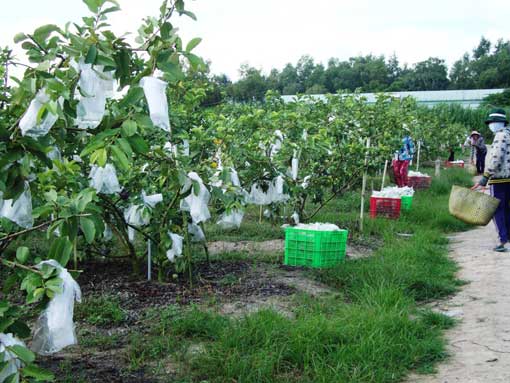 Cao Bằng ứng dụng tiến bộ c&ocirc;ng nghệ n&acirc;ng cao năng suất c&acirc;y trồng, đem lại Sòng Bài Trực Tuyến 13Win.com cao