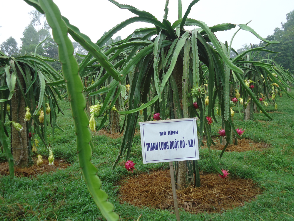 Vĩnh Ph&uacute;c: Th&uacute;c đẩy ph&aacute;t triển n&ocirc;ng nghiệp c&ocirc;ng nghệ cao 
