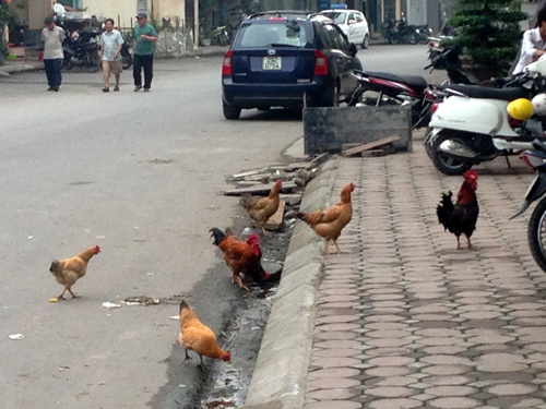 Mốt trồng rau, chăn g&agrave; tr&ecirc;n phố rất được người d&acirc;n Thủ đ&ocirc; ưa chuộng