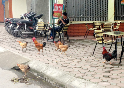 V&igrave; chăn g&agrave; tr&ecirc;n phố v&agrave; tận dụng đất trồng rau, nhiều người d&acirc;n phố l&acirc;m v&agrave;o x&iacute;ch m&iacute;ch, c&atilde;i v&atilde;