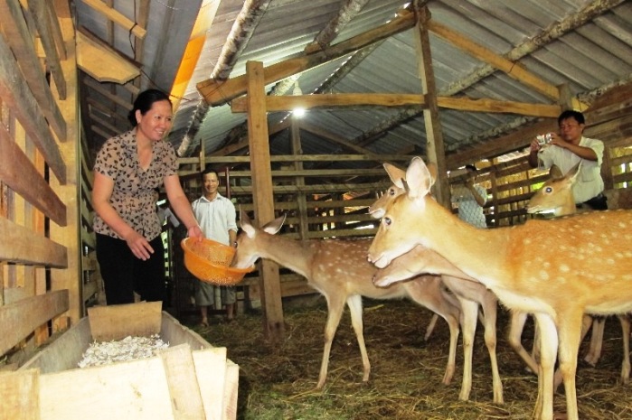 nu&ocirc;i hươu ở H&agrave; Tĩnh