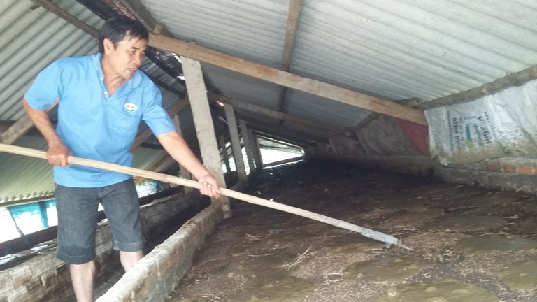 &Ocirc;ng Tỷ chăm s&oacute;c luống nu&ocirc;i tr&ugrave;n quế