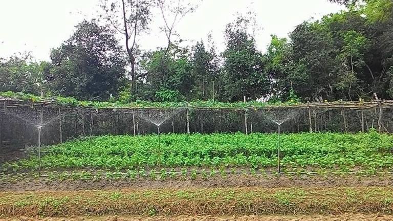 Tươi nước tự động Tươi nước tự động
