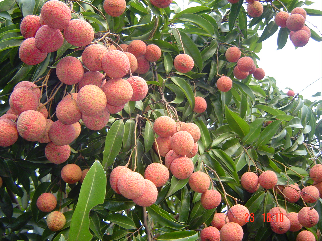 Vải thiều Bắc Giang