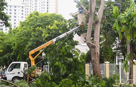 H&agrave; Nội chi 30 tỷ đồng cắt tỉa c&acirc;y