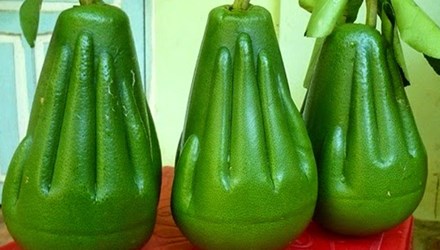 bưởi phật thủ, Bưởi h&igrave;nh Phật, tết nguy&ecirc;n đ&aacute;n, c&acirc;y chưng Tết