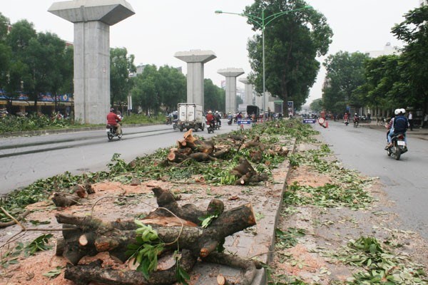 H&agrave; Nội: Chỉ 'đốn' c&acirc;y s&acirc;u mục, cong v&ecirc;nh