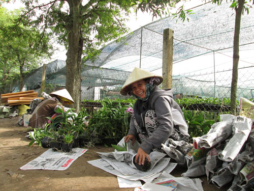 hoa tết, hoa lan, lan chậu, lan dendro, thị trường tết, tết nguy&ecirc;n đ&aacute;n