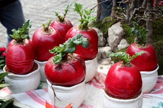 Mùa Tết này, nhiều chủ shop đang làm giàu từ những cây củ cải đỏ '2 trong 1' 