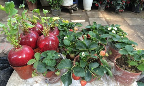 Người dân Hà Nội hiện đang rất ưa chuộng loại cây này về chơi Tết giúp các chủ hàng làm giàu nhờ kinh doanh củ cải đỏ 