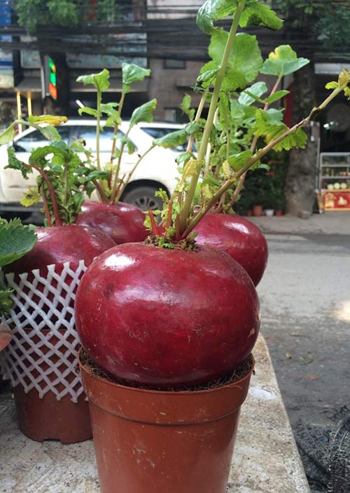 Là biểu tượng của sự tròn ấm no đầy, làm giàu nhờ kinh doanh của cải đỏ chơi Tết đang gây sốt trong thời gian gần đây