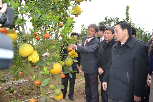 &Ocirc;ng Gi&aacute;m với c&acirc;y ngũ quả l&agrave; một tỉ ph&uacute; l&agrave;m gi&agrave;u bằng c&acirc;y cảnh phục vụ Tết