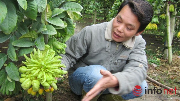 Người d&acirc;n Đắc Sở l&agrave;m gi&agrave;u từ phật thủ với 'những b&agrave;n tay Phật' nức tiếng