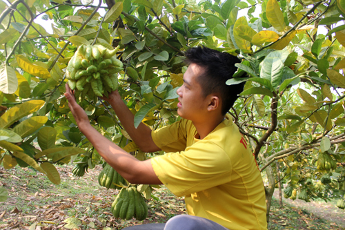 L&agrave;m gi&agrave;u từ phật thủ l&agrave; một c&ocirc;ng việc kh&ocirc;ng hề dễ d&agrave;ng, đ&ograve;i hỏi sự ki&ecirc;n tr&igrave; chăm s&oacute;c tỉ mẩn