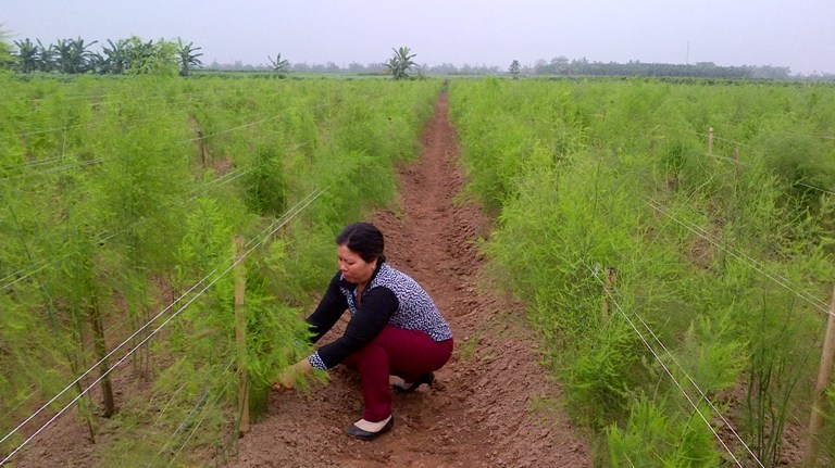 Măng t&acirc;y