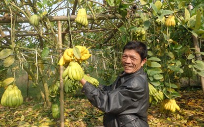 Anh Phong bên gốc phật thủ trị giá tiền tỷ của mình Anh Phong bên gốc phật thủ trị giá tiền tỷ của mình