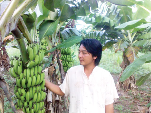 Trồng chuối th&agrave;nh tỷ ph&uacute;