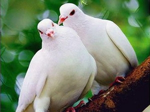 Hiện tượng lạ trong giới động vật