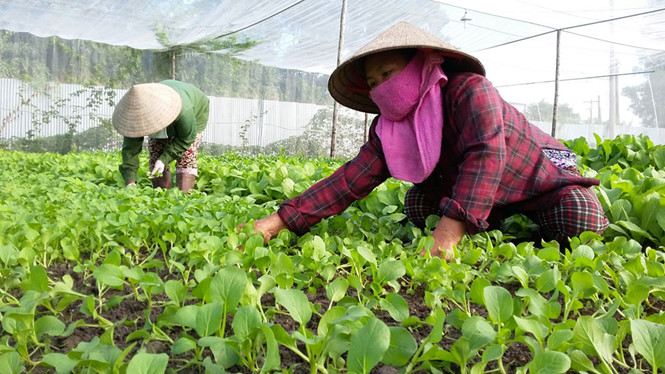 TPHCM kỳ vọng năng suất chất lượng mặt h&agrave;ng rau xanh tr&ecirc;n địa b&agrave;n th&agrave;nh phố được n&acirc;ng cao, phục vụ nhu cầu của người d&acirc;n