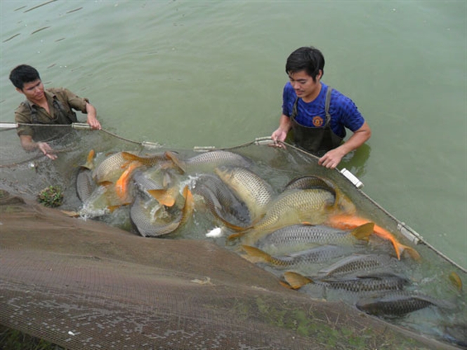 Phát tri&ecirc;̉n thủy sản hàng hóa, th&acirc;m canh ch&acirc;́t lượng cao là mục ti&ecirc;u, hướng đi t&acirc;́t y&ecirc;́u của tái cơ c&acirc;́u thủy sản tại Thái Nguy&ecirc;n...