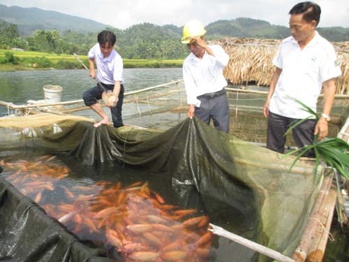 Kỹ thuật nu&ocirc;i c&aacute; đi&ecirc;u hồng trong lồng đ&atilde; n&acirc;ng cao năng suất chất lượng c&aacute; thương phẩm, mang lại nguồn thu ổn định cho người d&acirc;n