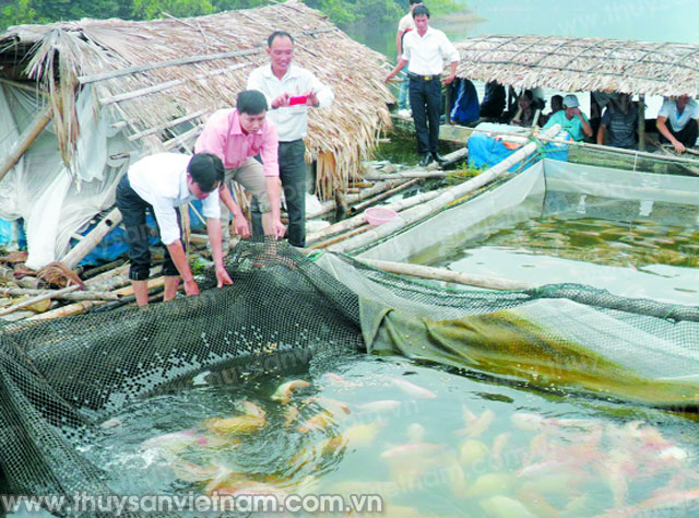 C&aacute;n bộ khuyến n&ocirc;ng kiểm tra tại m&ocirc; h&igrave;nh nu&ocirc;i c&aacute; đi&ecirc;u hồng trong lồng để đảm bảo đạt được chỉ ti&ecirc;u về năng suất chất lượng