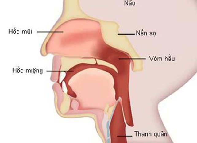 Nguy cơ ung thư v&ograve;m họng chưa được x&aacute;c định nhưng virus EBV l&agrave; yếu tố khiến bệnh ph&aacute;t triển
