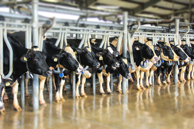 Tập đo&agrave;n sữa TH True Milk v&agrave; C&ocirc;ng ty Vinamilk ứng dụng &acirc;m nhạc trong chăn nu&ocirc;i b&ograve; sữa